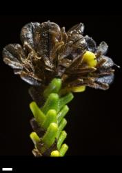 Veronica hookeri. A stem tip with several infructescences. Scale = 1 mm.
 Image: W.M. Malcolm © Te Papa CC-BY-NC 3.0 NZ